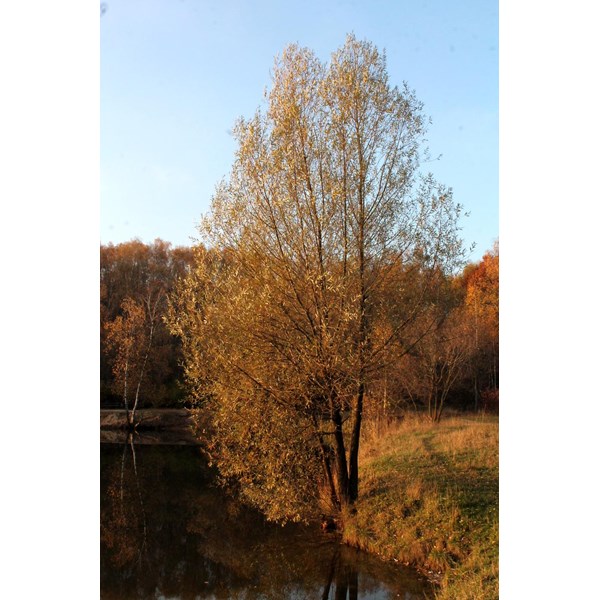 Ива белая (ветла)