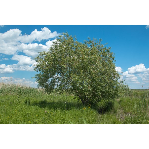 Ива ломкая