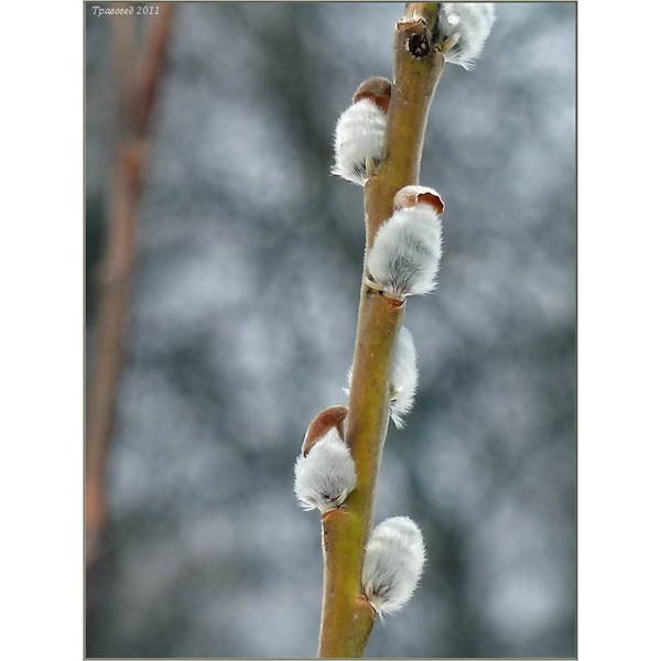 Ива прутовидная (корзиночная)