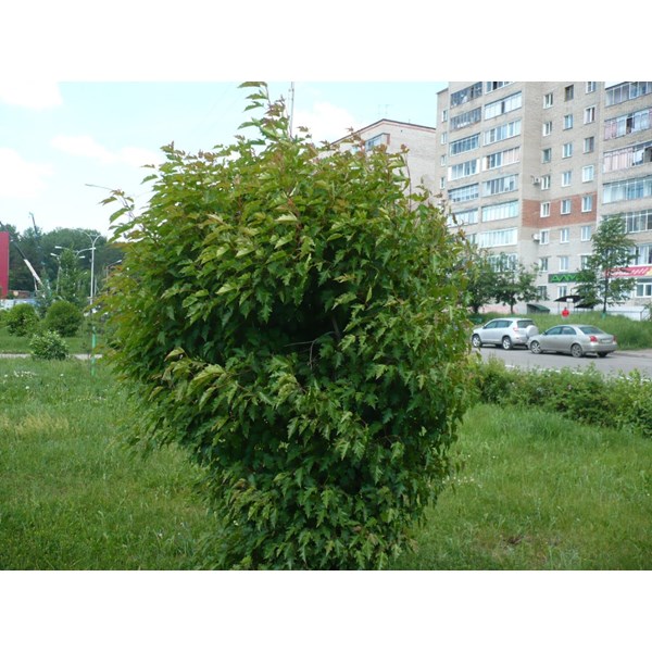 Клен Гиннала (приречный)
