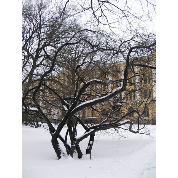 Клен татарский (черноклен, неклен)