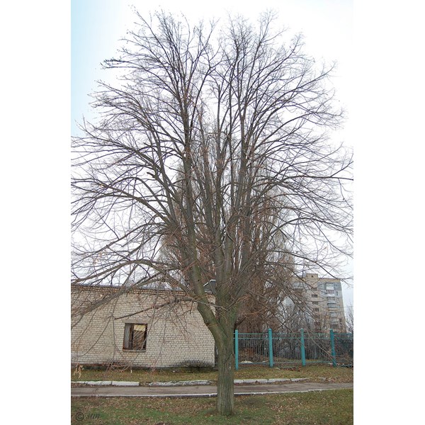 Липа амурская