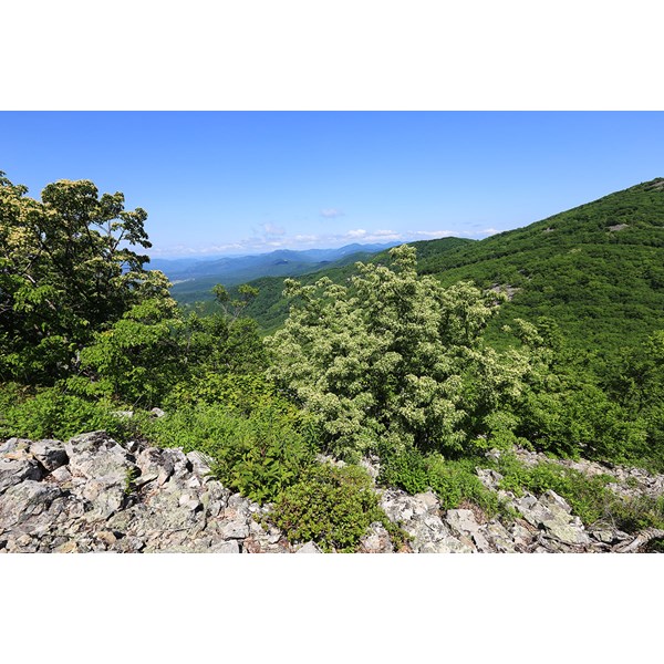 Липа амурская