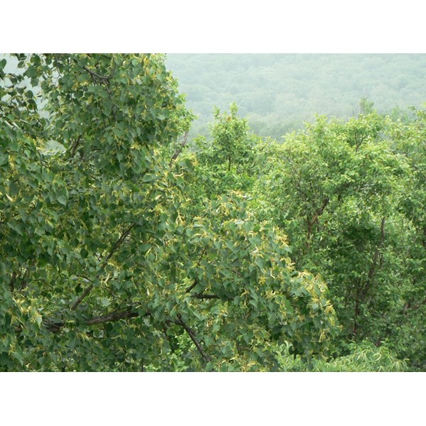 Липа амурская