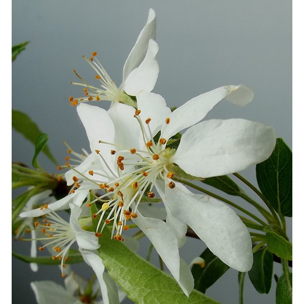 Яблоня Зибольда (торинго)