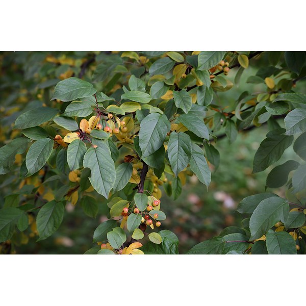 Яблоня Зибольда (торинго)