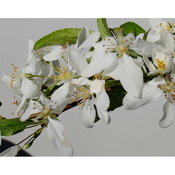 Яблоня Зибольда (торинго)