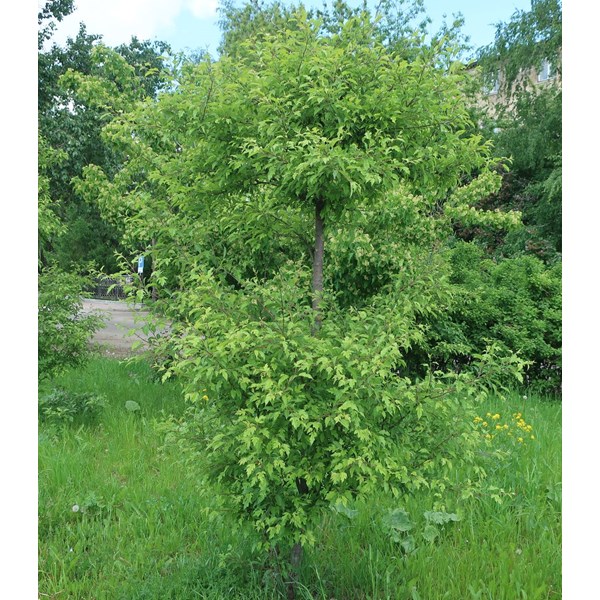 Яблоня Зибольда (торинго)