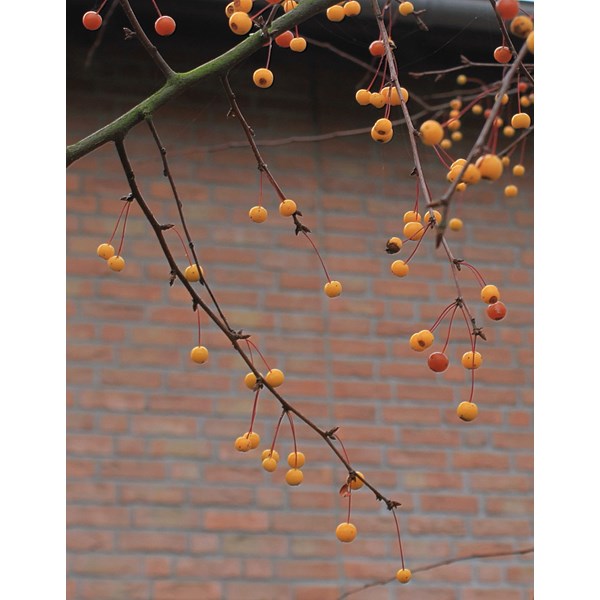 Яблоня Зибольда (торинго)