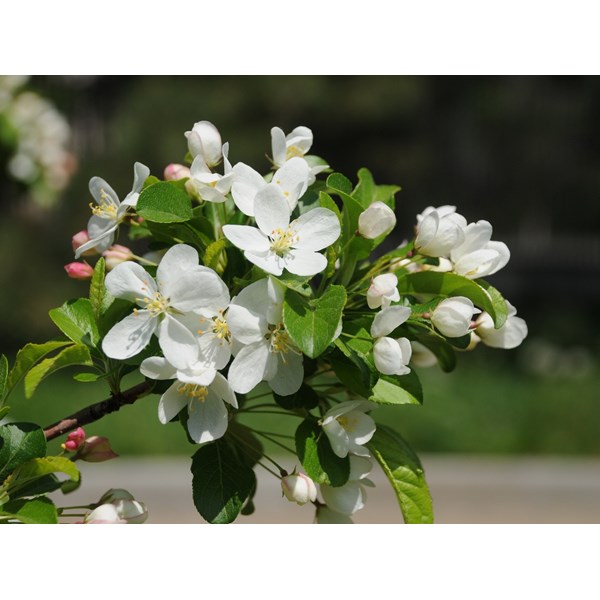 Яблоня Зибольда (торинго)