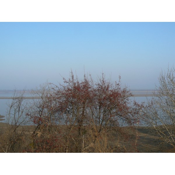 Яблоня ягодная