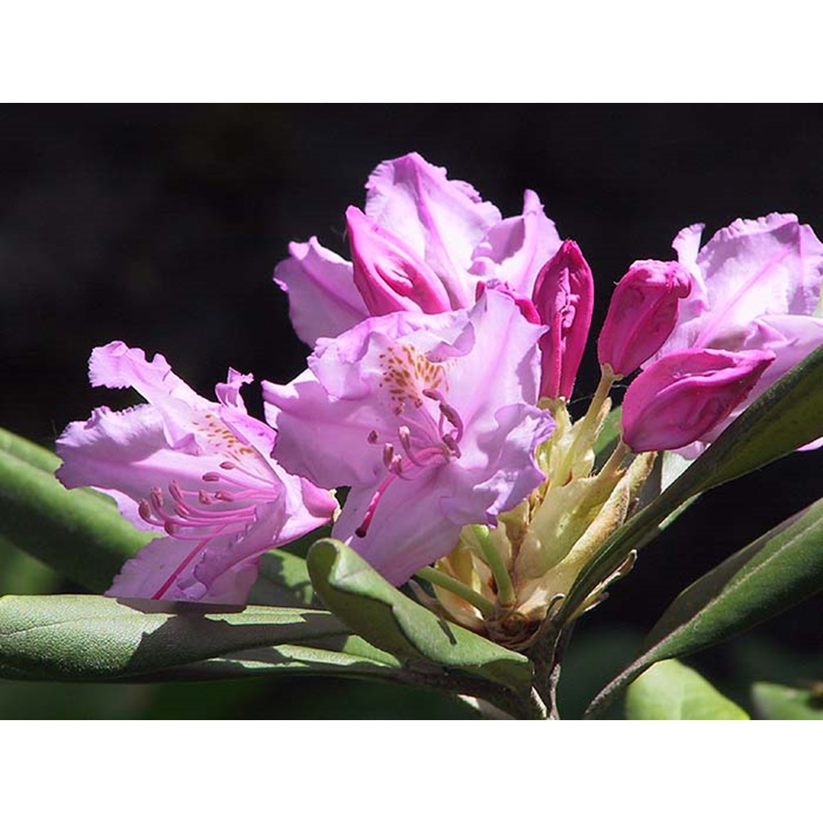 Рододендрон Смирнова (Rhododendron smirnowii)