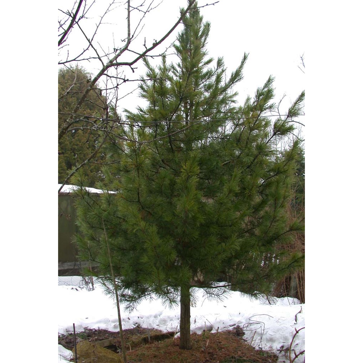 Маленький кедр дерево. Pinus sibirica 'Izumrud'. Ель Кедровая сосна. Kedr сосна ель. Сосна Валентайн.