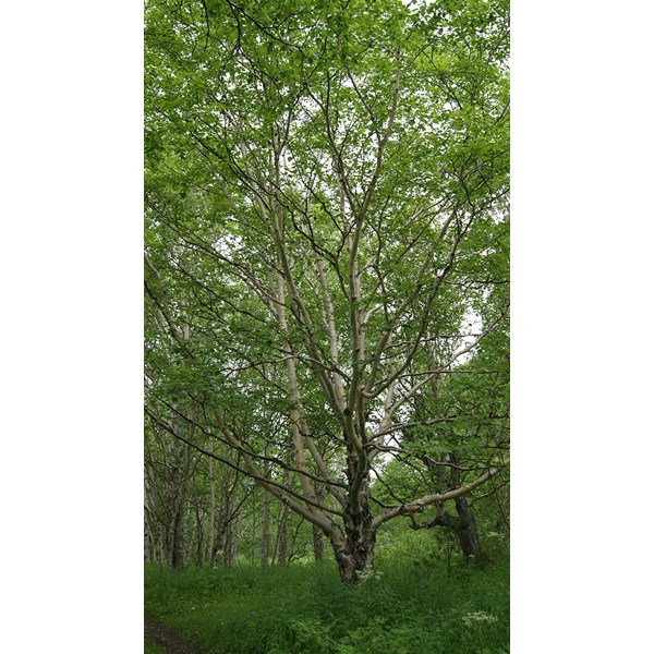 Береза каменная (Эрмана)