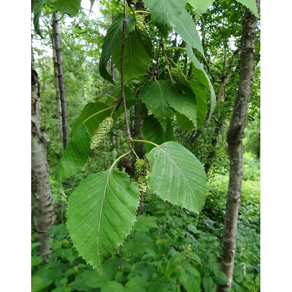 Береза каменная (Эрмана)