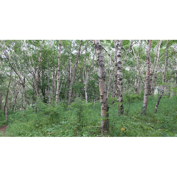 Береза каменная (Эрмана)